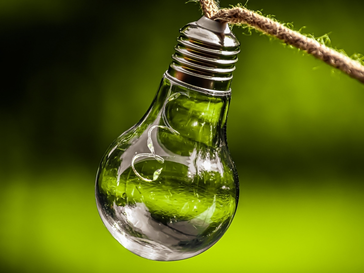 Conservation pic A lightbulb hanging from a string is in the foreground with a blurred background of greenery.