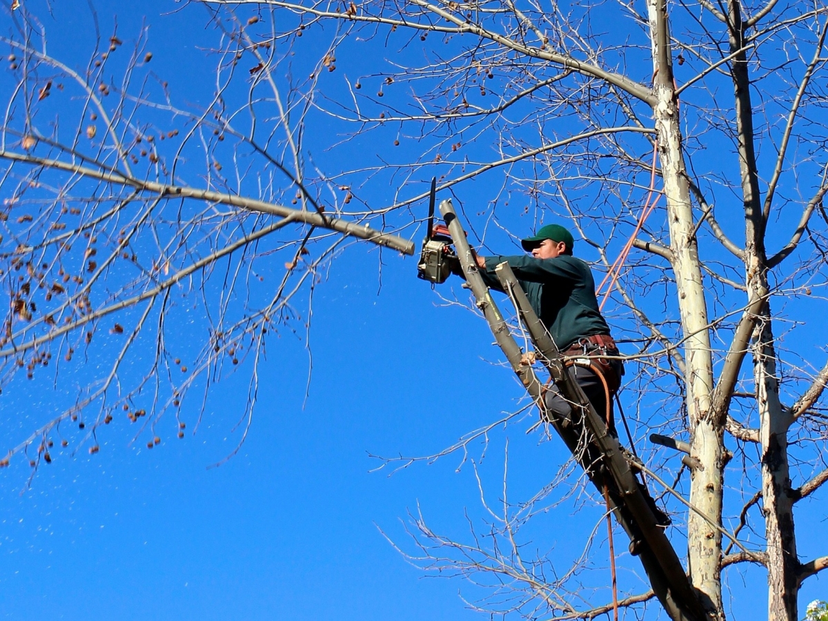 a man in a tree is using a chainsaw to trim a branch.